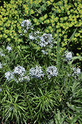 Butterscotch Blue Star (Amsonia hubrichtii 'Butterscotch') at Sargent's Nursery