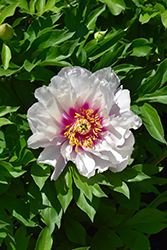 Cora Louise Peony (Paeonia 'Cora Louise') at Sargent's Nursery