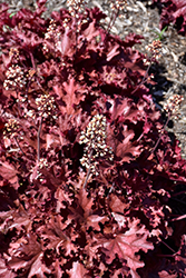 Ruby Tuesday Coral Bells (Heuchera 'Ruby Tuesday') at Sargent's Nursery