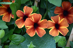 Tangerine Slice A-Peel Black-Eyed Susan (Thunbergia alata 'DL1501') at Sargent's Nursery