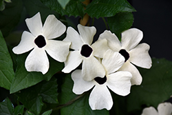 Coconut A-Peel Black-Eyed Susan Vine (Thunbergia alata 'Coconut A-Peel') at Sargent's Nursery