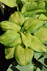 Stained Glass Hosta (Hosta 'Stained Glass') at Sargent's Nursery