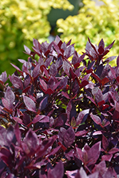 Little Ruby Alternanthera (Alternanthera dentata 'Little Ruby') at Sargent's Nursery