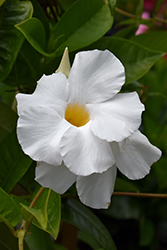 Sun Parasol Giant White Mandevilla (Mandevilla 'Sun Parasol Giant White') at Sargent's Nursery