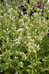 Sweetleaf (Stevia rebaudiana) at Sargent's Nursery