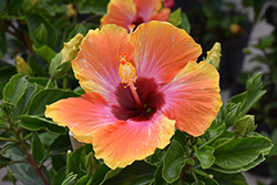 Fiesta Hibiscus (Hibiscus rosa-sinensis 'Fiesta') at Sargent's Nursery