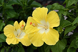 Bonaire Wind Hibiscus (Hibiscus rosa-sinensis 'Bonaire Wind') at Sargent's Nursery