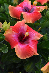 Fiesta Hibiscus (Hibiscus rosa-sinensis 'Fiesta') at Sargent's Nursery