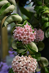 Hindu Rope Plant (Hoya carnosa 'Compacta') at Sargent's Nursery