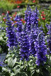 Rockin' Playin' The Blues Salvia (Salvia 'Balsamispim') at Sargent's Nursery