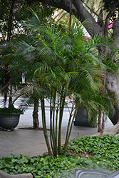 Areca Palm (Dypsis lutescens) at Sargent's Nursery