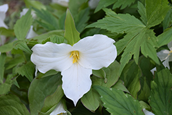 Great White Trillium (Trillium grandiflorum) at Sargent's Nursery