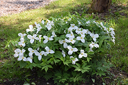 Great White Trillium (Trillium grandiflorum) at Sargent's Nursery