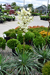 Ivory Tower Adam's Needle (Yucca filamentosa 'Ivory Tower') at Sargent's Nursery