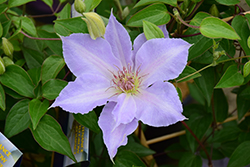 Tranquilite Clematis (Clematis 'Evipo111') at Sargent's Nursery