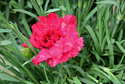 Fruit Punch Cranberry Cocktail Pinks (Dianthus 'Cranberry Cocktail') at Sargent's Nursery