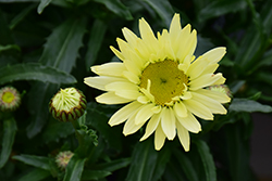 Amazing Daisies Banana Cream Shasta Daisy (Leucanthemum x superbum 'Banana Cream') at Sargent's Nursery