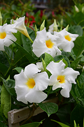 Madinia White Mandevilla (Mandevilla 'Madinia White') at Sargent's Nursery