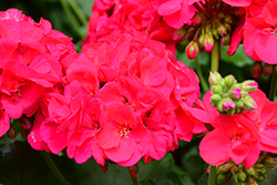 Americana Cherry Rose Geranium (Pelargonium 'Americana Cherry Rose') at Sargent's Nursery