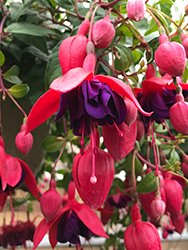 Dollar Princess Fuchsia (Fuchsia 'Dollar Princess') at Sargent's Nursery