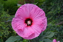 Summerific Candy Crush Hibiscus (Hibiscus 'Candy Crush') at Sargent's Nursery