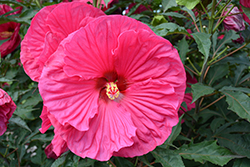 Summer In Paradise Hibiscus (Hibiscus 'Summer In Paradise') at Sargent's Nursery