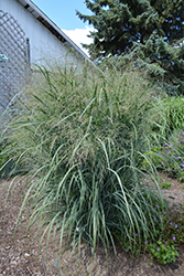 Northwind Switch Grass (Panicum virgatum 'Northwind') at Sargent's Nursery