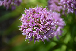 Millenium Ornamental Onion (Allium 'Millenium') at Sargent's Nursery