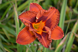 Mighty Chestnut Daylily (Hemerocallis 'Mighty Chestnut') at Sargent's Nursery