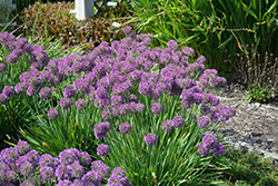 Lavender Bubbles Ornamental Onion (Allium 'Lavender Bubbles') at Sargent's Nursery