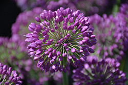 Lavender Bubbles Ornamental Onion (Allium 'Lavender Bubbles') at Sargent's Nursery