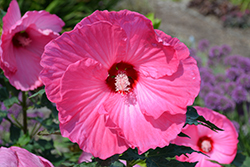 Airbrush Effect Hibiscus (Hibiscus 'Airbrush Effect') at Sargent's Nursery