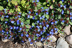 Plumbago (Ceratostigma plumbaginoides) at Sargent's Nursery