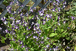 Violet Stardust Bush Clematis (Clematis 'Violet Stardust') at Sargent's Nursery