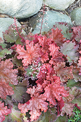 Peachberry Ice Coral Bells (Heuchera 'Peachberry Ice') at Sargent's Nursery