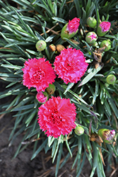 Fruit Punch Cranberry Cocktail Pinks (Dianthus 'Cranberry Cocktail') at Sargent's Nursery