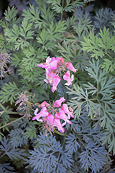 Pink Diamonds Fern-leaved Bleeding Heart (Dicentra 'Pink Diamonds') at Sargent's Nursery