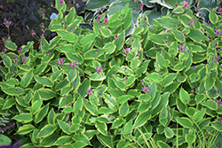 Autumn Glow Toad Lily (Tricyrtis formosana 'Autumn Glow') at Sargent's Nursery