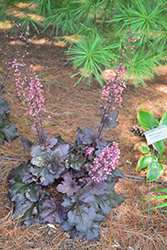 Primo Mahogany Monster Coral Bells (Heuchera 'Mahogany Monster') at Sargent's Nursery