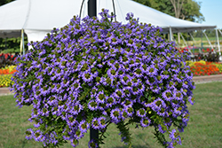 Whirlwind Blue Fan Flower (Scaevola aemula 'Whirlwind Blue') at Sargent's Nursery