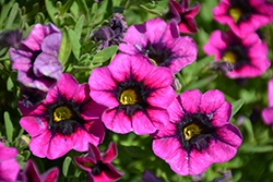 Superbells Blackcurrent Punch Calibrachoa (Calibrachoa 'BBCAL81801') at Sargent's Nursery