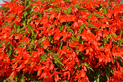 Waterfall Encanto Orange Begonia (Begonia boliviensis 'Encanto Orange') at Sargent's Nursery