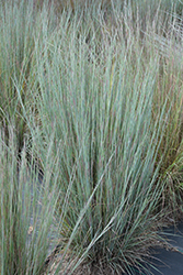 Prairie Blues Bluestem (Schizachyrium scoparium 'Prairie Blues') at Sargent's Nursery