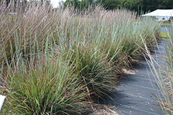 Standing Ovation Bluestem (Schizachyrium scoparium 'Standing Ovation') at Sargent's Nursery