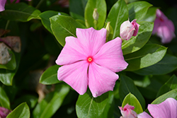 Cora XDR Light Pink (Catharanthus roseus 'Cora XDR Light Pink') at Sargent's Nursery