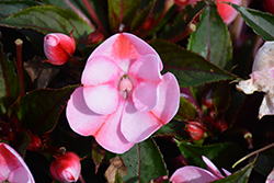 SunPatiens Compact Pink Candy Impatiens (Impatiens 'SAKIMP046') at Sargent's Nursery