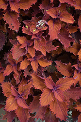 ColorBlaze Wicked Hot Coleus (Solenostemon scutellarioides 'Wicked Hot') at Sargent's Nursery