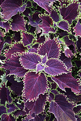 ColorBlaze Wicked Witch Coleus (Solenostemon scutellarioides 'Wicked Witch') at Sargent's Nursery