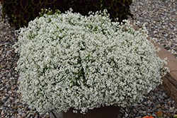 Diamond Snow Euphorbia (Euphorbia 'INCHADIACL') at Sargent's Nursery