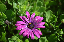 Bright Lights Purple African Daisy (Osteospermum 'Bright Lights Purple') at Sargent's Nursery